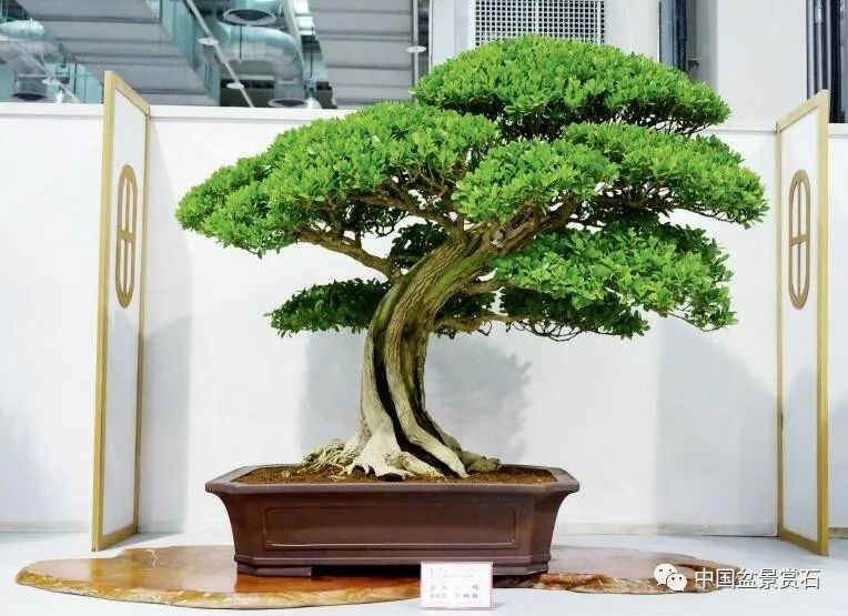 黄槿 王丰铨藏品黑松 柏泰园藏品黑木 周燕藏品成组 林顺发藏品白古苏