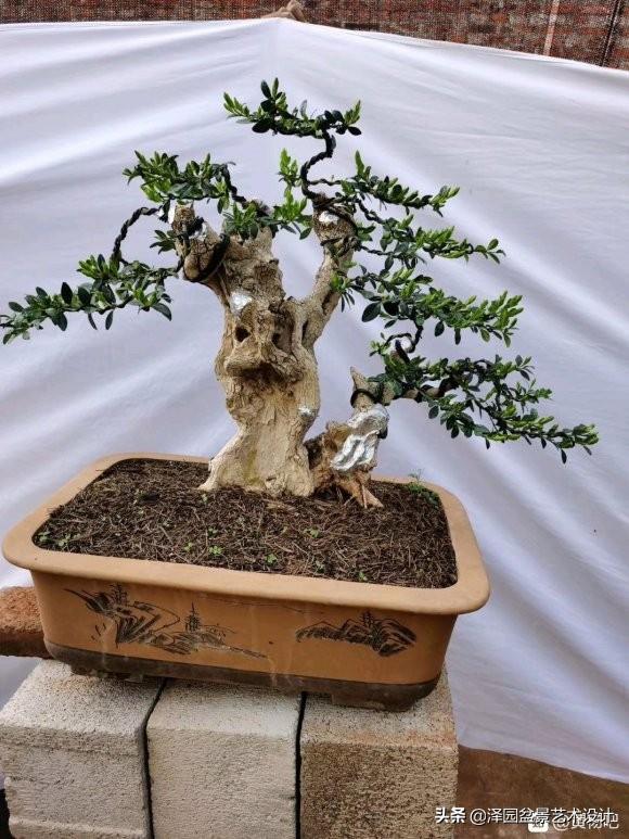 上盆的黄杨盆景,再养几年应该不一样