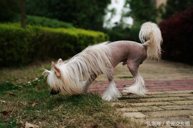 中国皇家裸犬头顶的冠毛像清朝官员的帽子