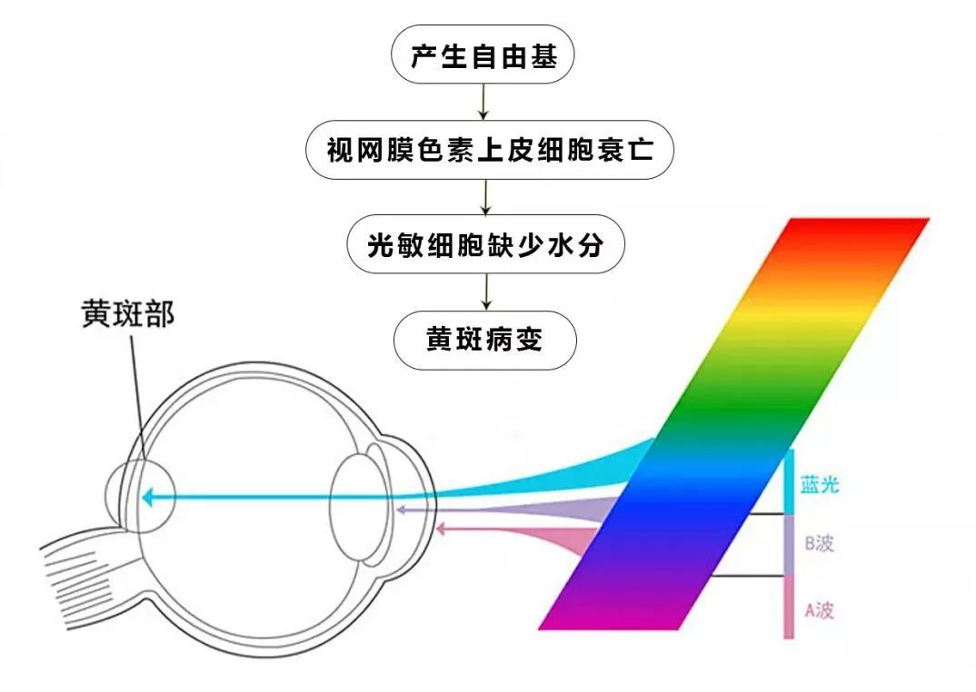 蓝光刺激大脑,抑制褪黑素分泌并提高肾上腺皮质激素的生成,从而调节