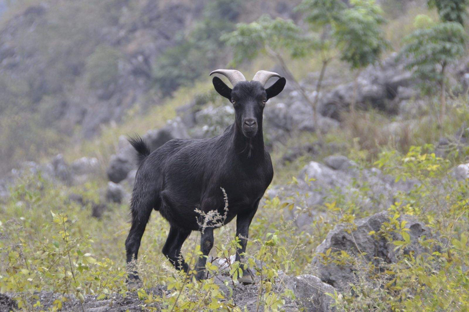 走!去尝一口马山黑山羊肉!快用蛋卷出行出发吧!