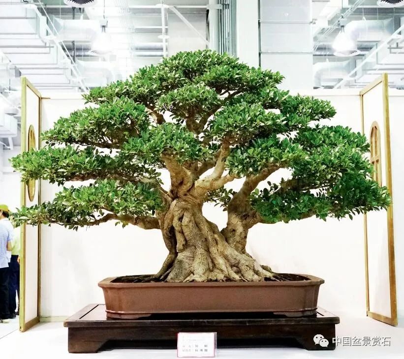 抗疫时刻线上回顾排世界前三之列的第18届华风展200余盆作品大回放