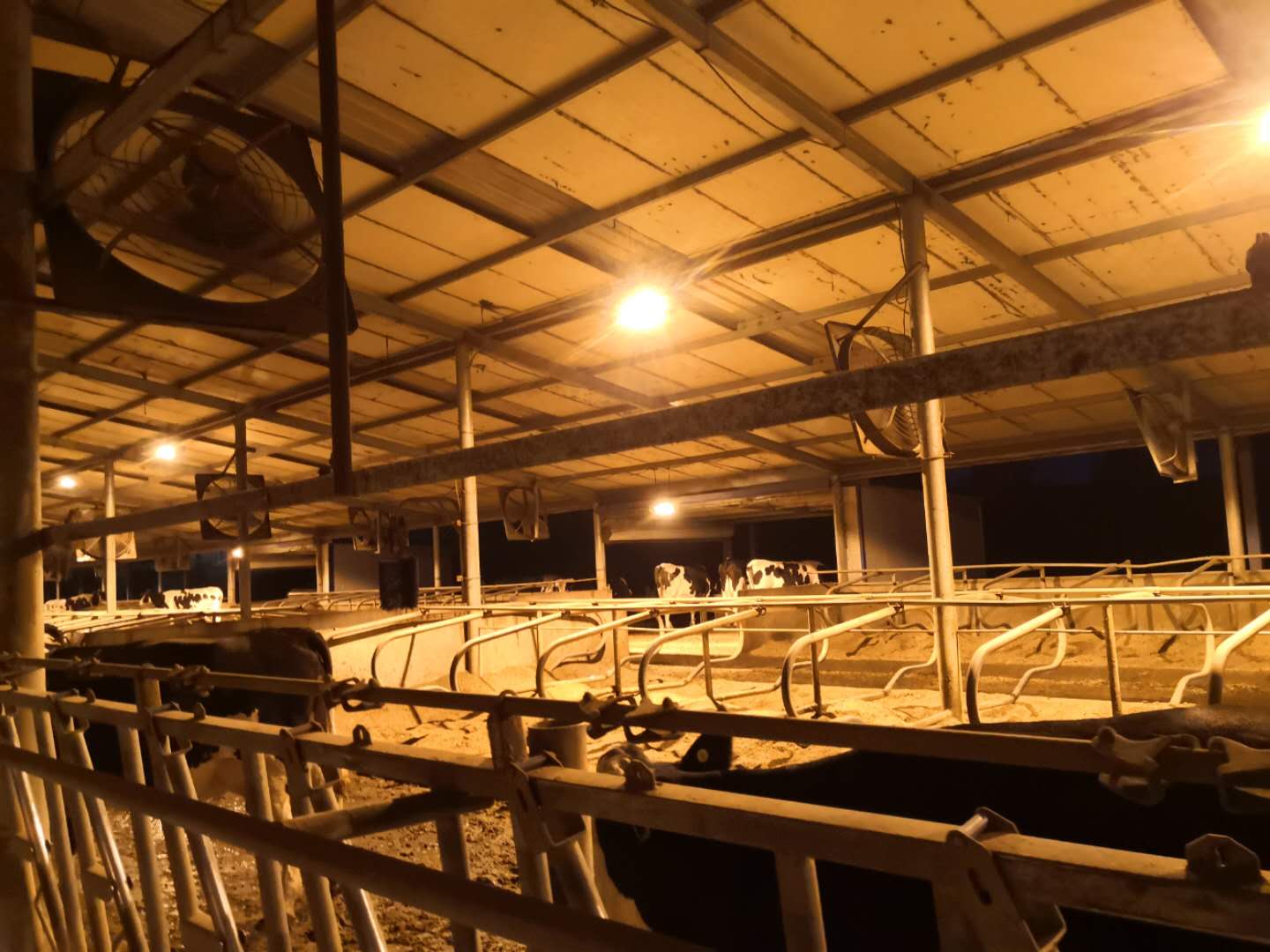 牛舍补光对奶牛生产性能的影响德米特量子灯