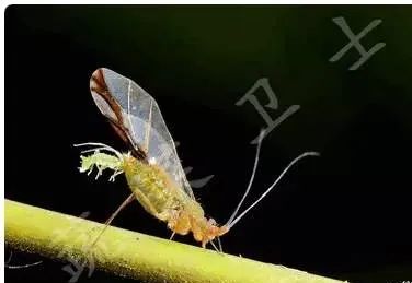 有翅蚜虫孤雌胎生2,越冬习性该虫在南方亚热带地区可周年繁殖,没有