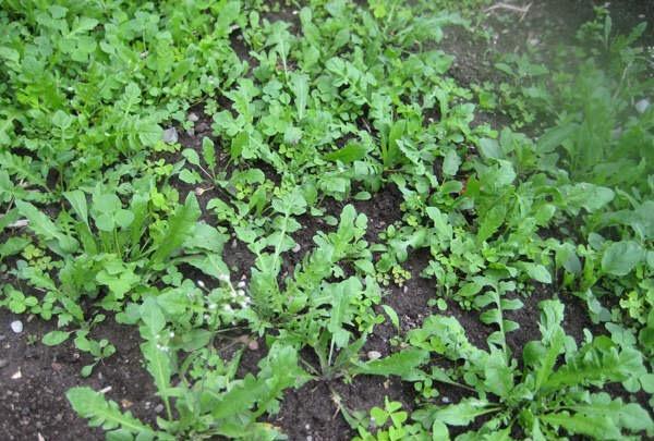 三月三荠菜赛灵丹传统野菜饮食中的历史文化