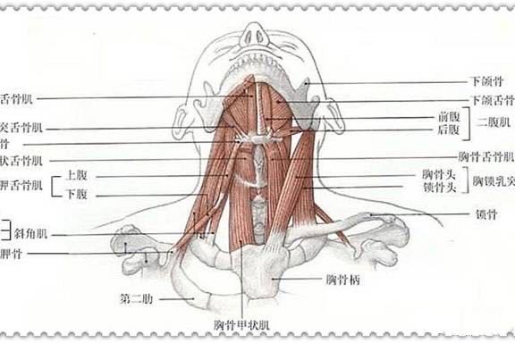甲状软骨位置图图片