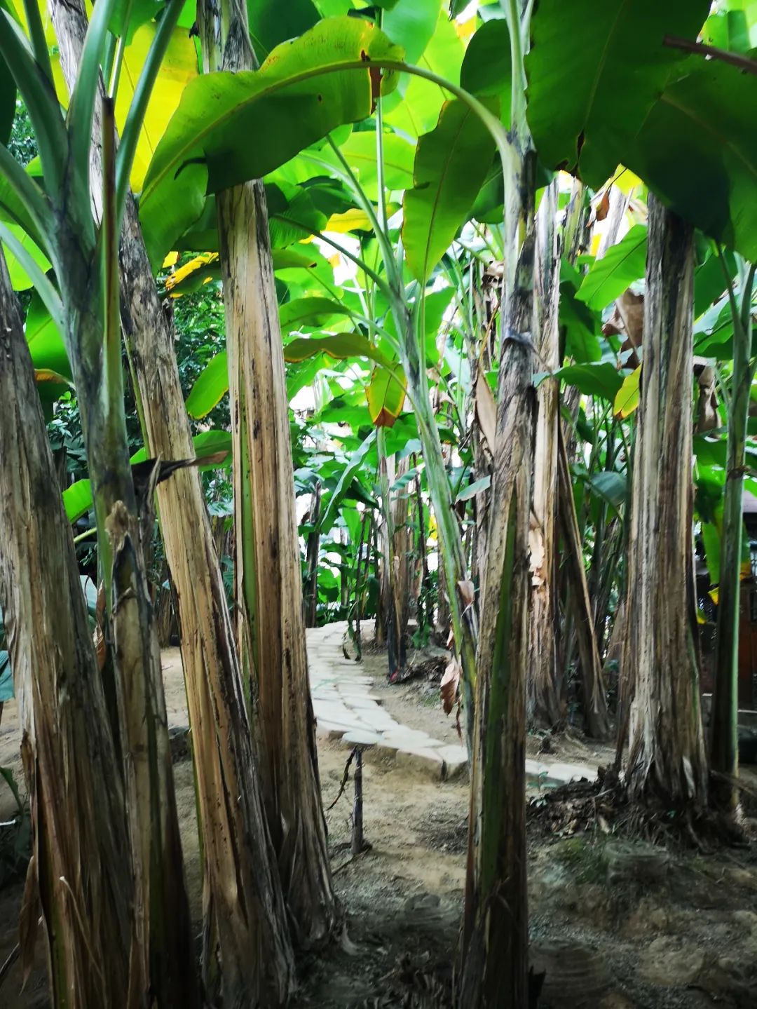芭蕉林可算是南幼著名的打卡地了.