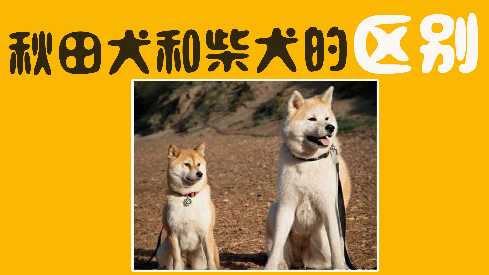 来自日本的土狗 如何分辨秋田犬和柴犬