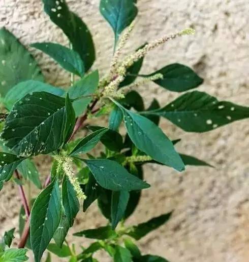 747474春分养肝正当时,这道春菜清肝毒,今天一定要吃!_苋菜