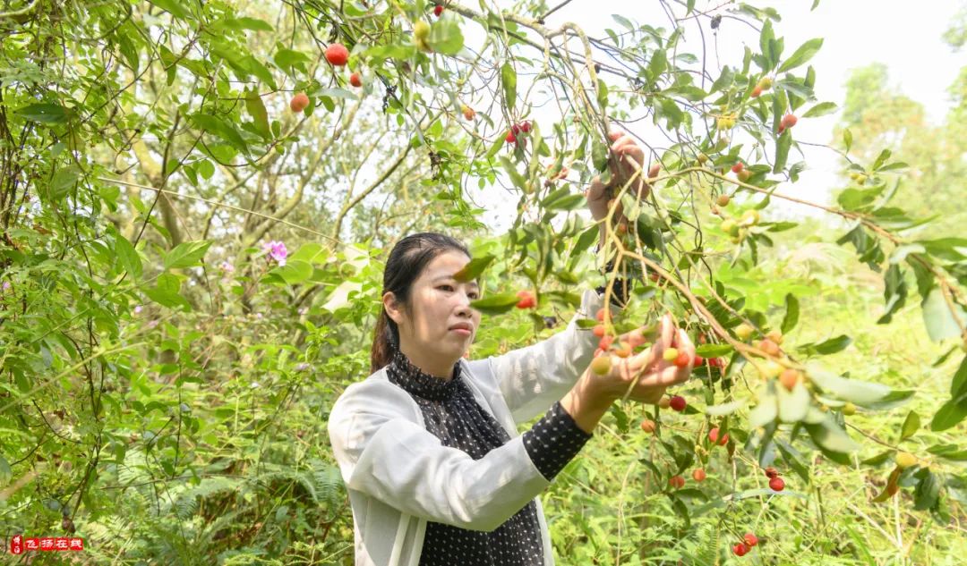 博白杨梅基地图片