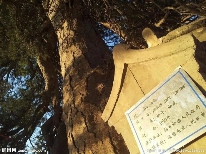 准格尔旗油松王900年冷暖化进年轮