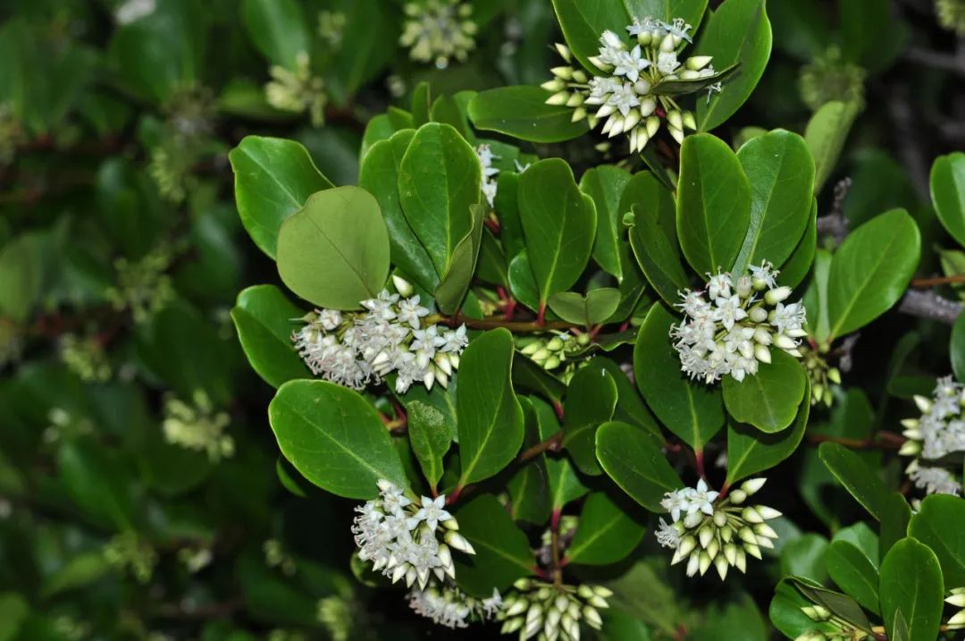 深圳湾的红树植物桐花树 金宁 摄深圳湾的红树植物老鼠簕 金宁 摄深圳