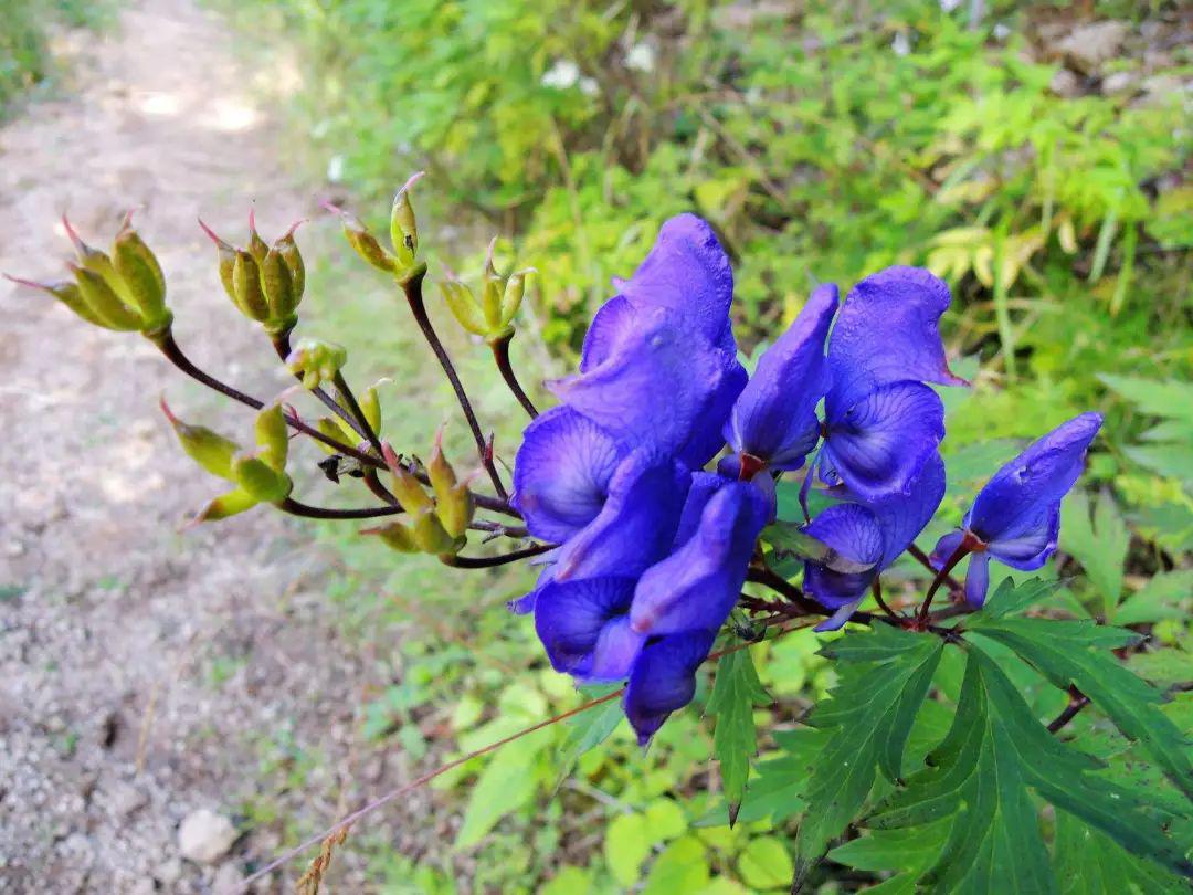 医圣张仲景秘传的一个配方阳痿遗精缩阳男科疾病一扫光