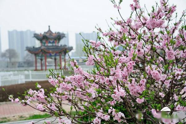 組圖菏澤曹州牡丹園3月28日開門迎客全國醫務工作者免費入園