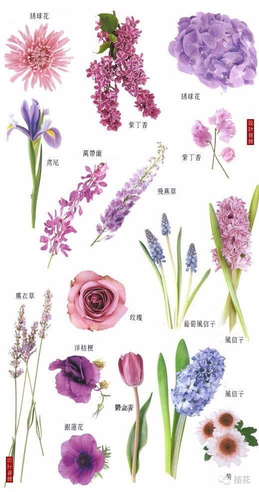 花的花名图片