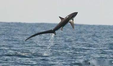 潜行家物种长尾鲨属的命名来源于狐狸