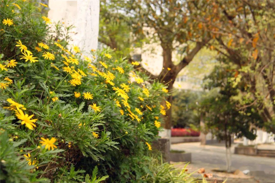 南部中学现在漂亮到不敢相信