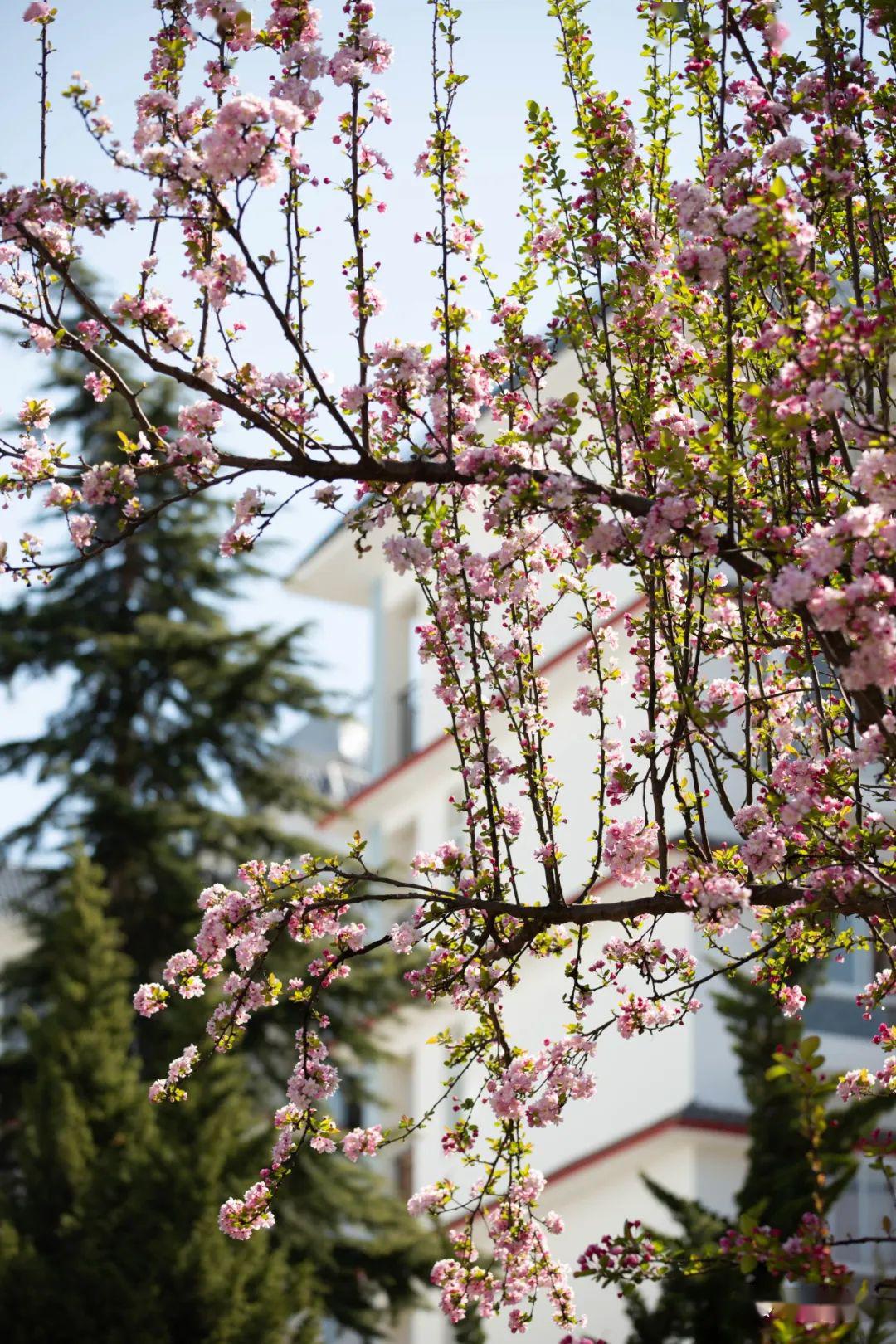花校园 来自搜狐网