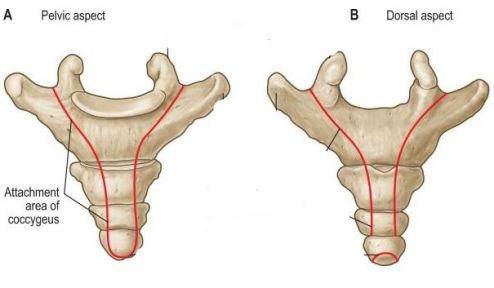 尾骨位于脊柱最下方,在臀部中间位置