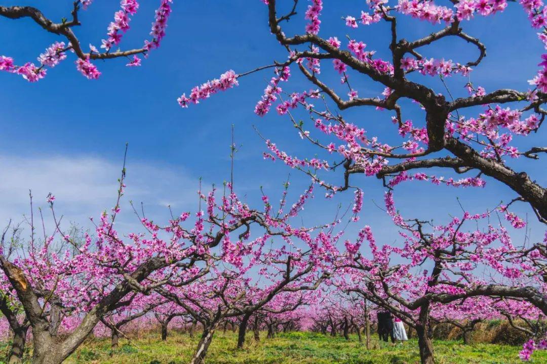 开车不到1小时终南山下这片万亩桃林惊艳了整个春天