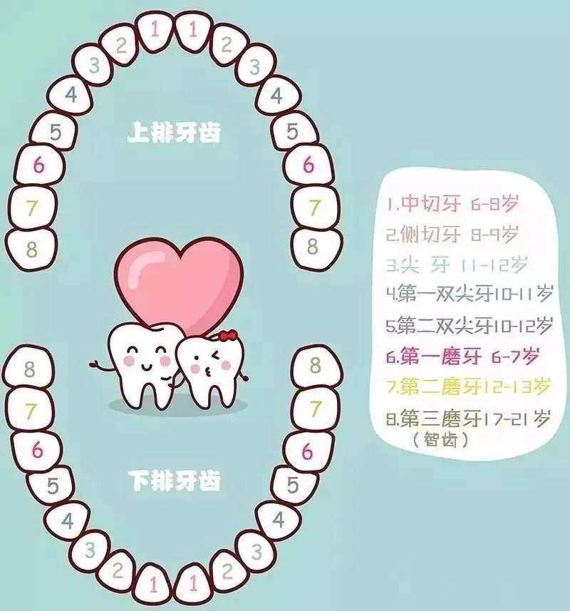 牙齿编号位置图数字图片