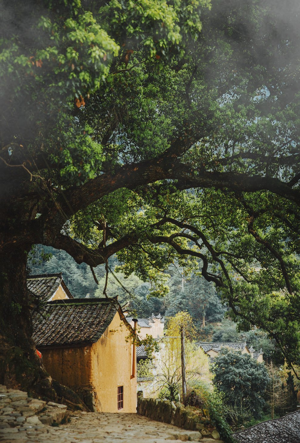 难忘松阳一杯茶古村落里做归人