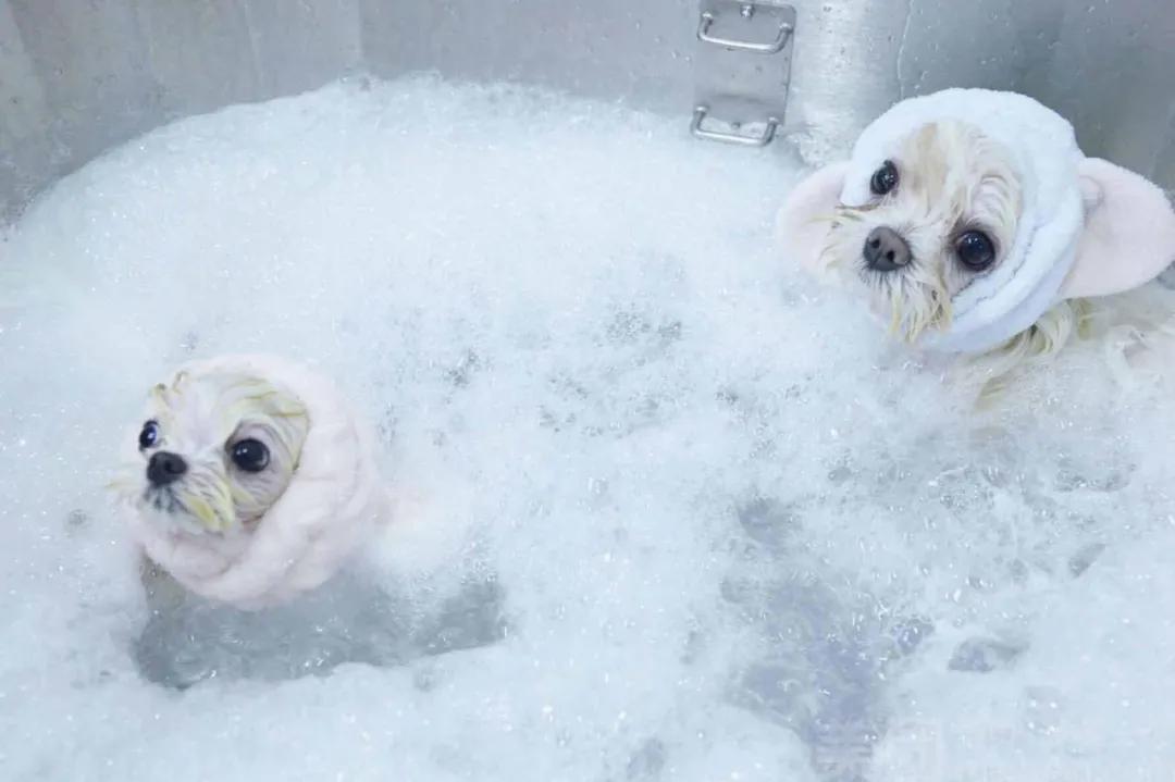 宠物店洗护流程看这篇就够了