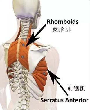 菱形肌收缩可使肩胛骨图片