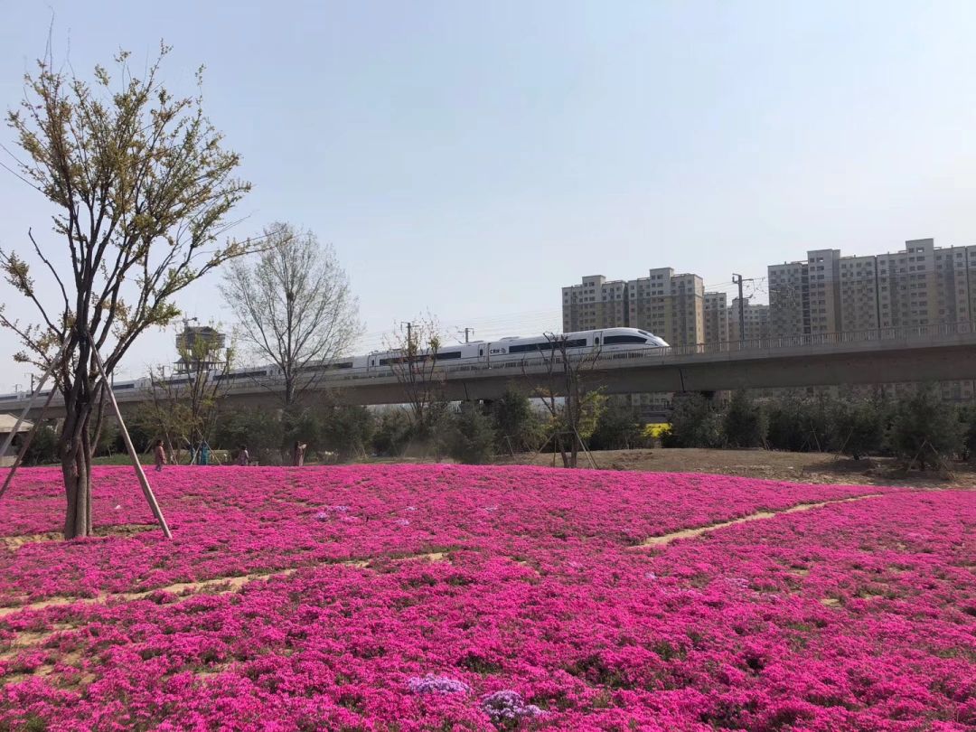 民权北区花海图片