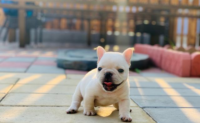 是非常具有人气的小型宠物犬,不仅长得非常丑萌可爱,而且性格非常温顺