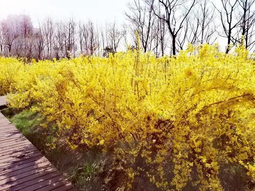 千步连翘不染尘降香懒画蛾眉春