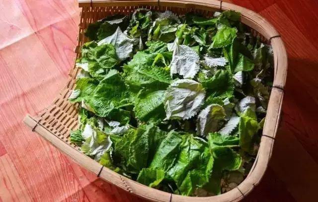 定南农村常见的这种叶子清明前后吃它胜过人参