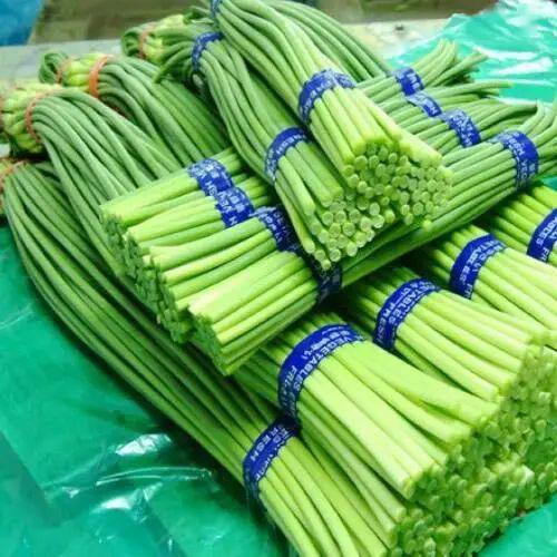 种大蒜蒜苔何时采收最适宜教你学会采收技巧采苔变得很容易