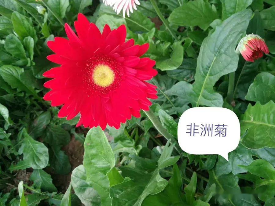 天翼旅行鲜花团购特价仅需26元一扎非洲菊包邮