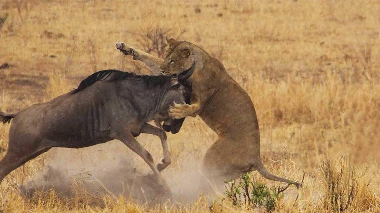 饿了3天的狮子猎杀角马霸气角马和狮子硬碰硬镜头记录全过程