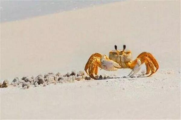 其实还有很多海洋生物远比我们想象中要聪明的多!当然除了螃蟹