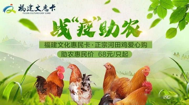 10万余只河田鸡急寻归宿全闽召唤爱心吃货