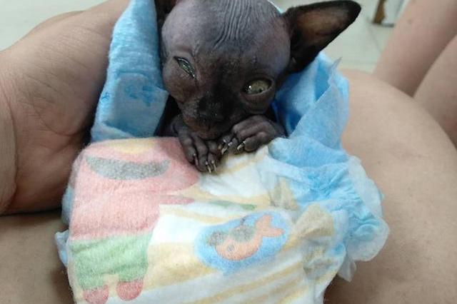 "蝙蝠猫"被救助后,谢谢你我的主人,是你给了我第二条命