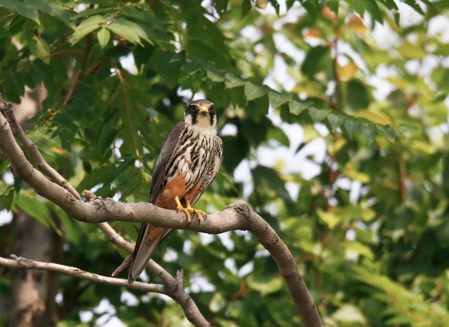 苍鹭,池鹭,金眶鸻,黑枕黄鹂,北椋鸟,褐河乌,蓝翡翠,四声杜鹃,楔尾伯劳