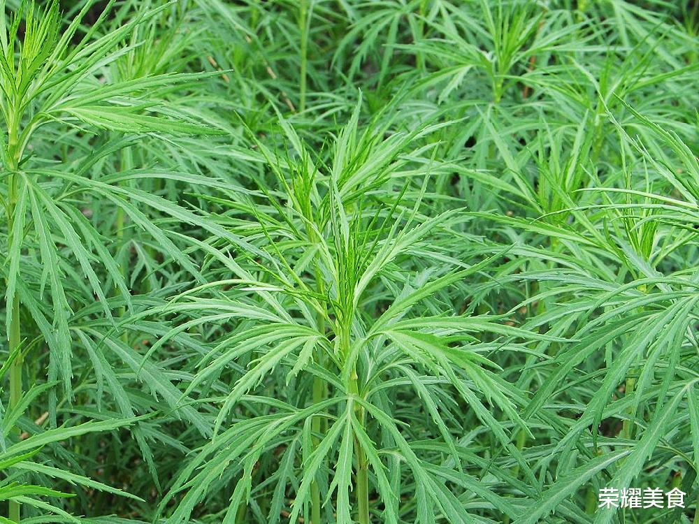 这柳蒿又名柳叶蒿,柳蒿芽,能耐旱,耐寒,尽管在一些北方的草地,河边,路