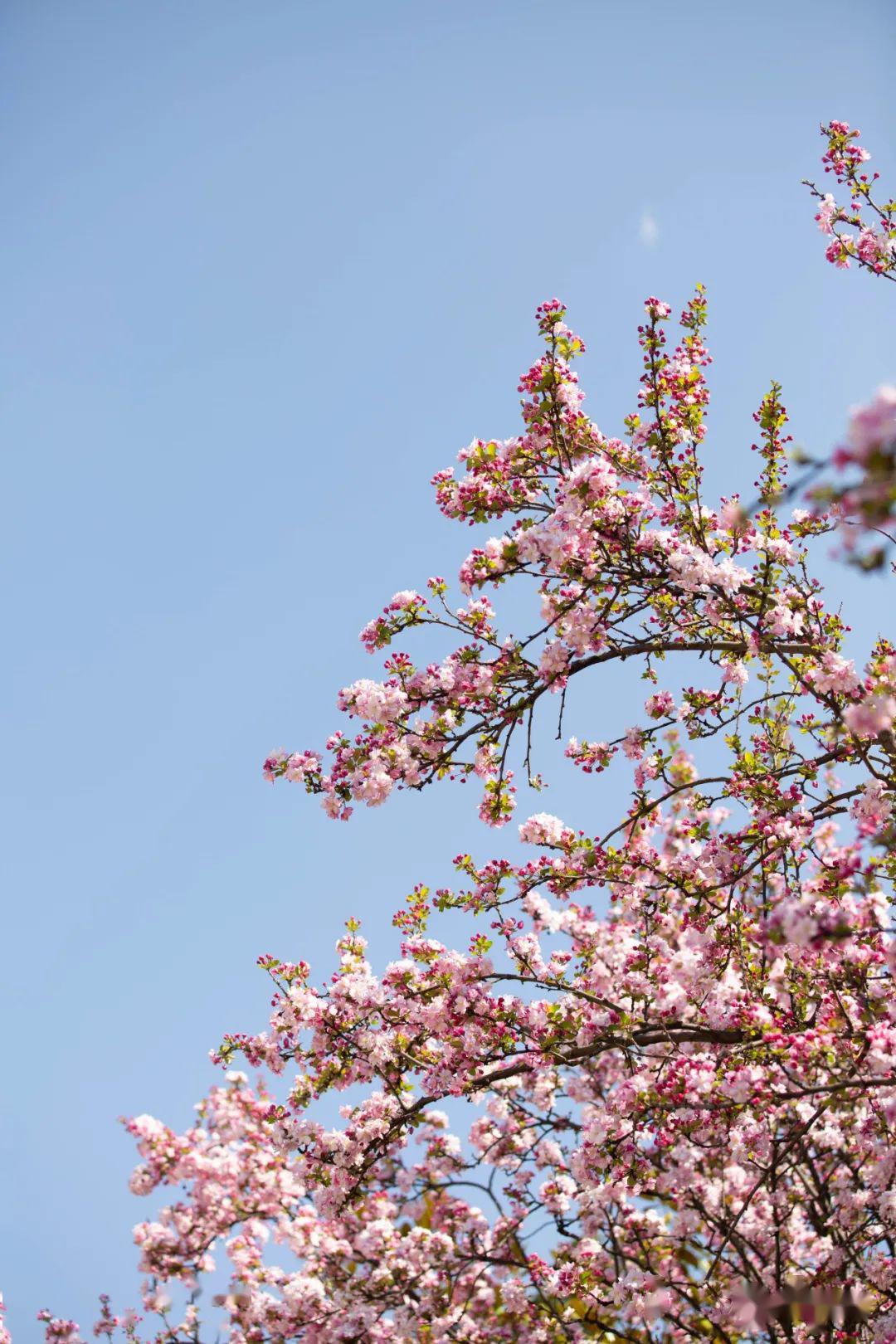 遇春天精彩校园里的海棠花开成了最美的风景