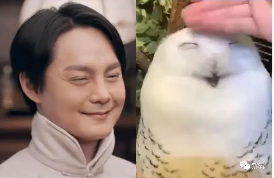 胖成馒头精还敢碰瓷鞠婧祎?ta凭什么这么骚_尹正