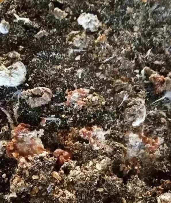 腺肌胃炎偷走了我们的利润,我们还能放过他吗?