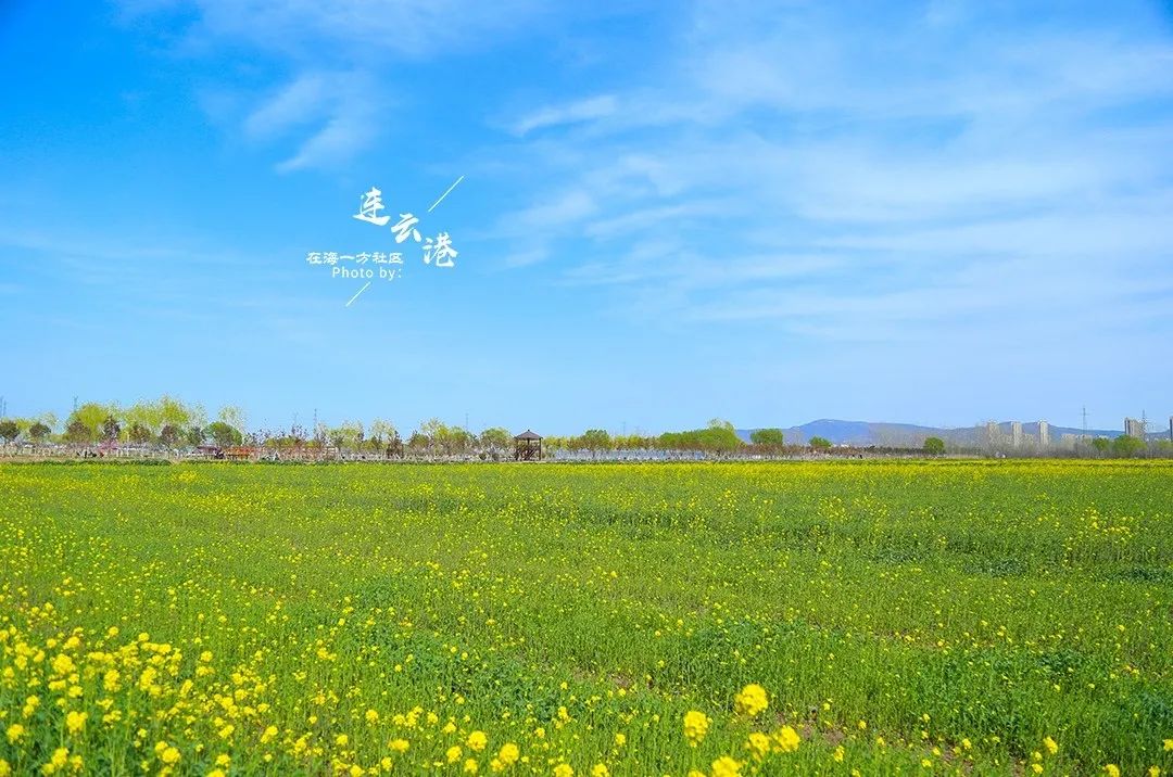 月牙岛的金色花海,连云港的网红打卡地!