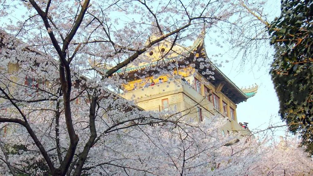 没有一个冬天不可逾越,没有一个春天不会到来_武大