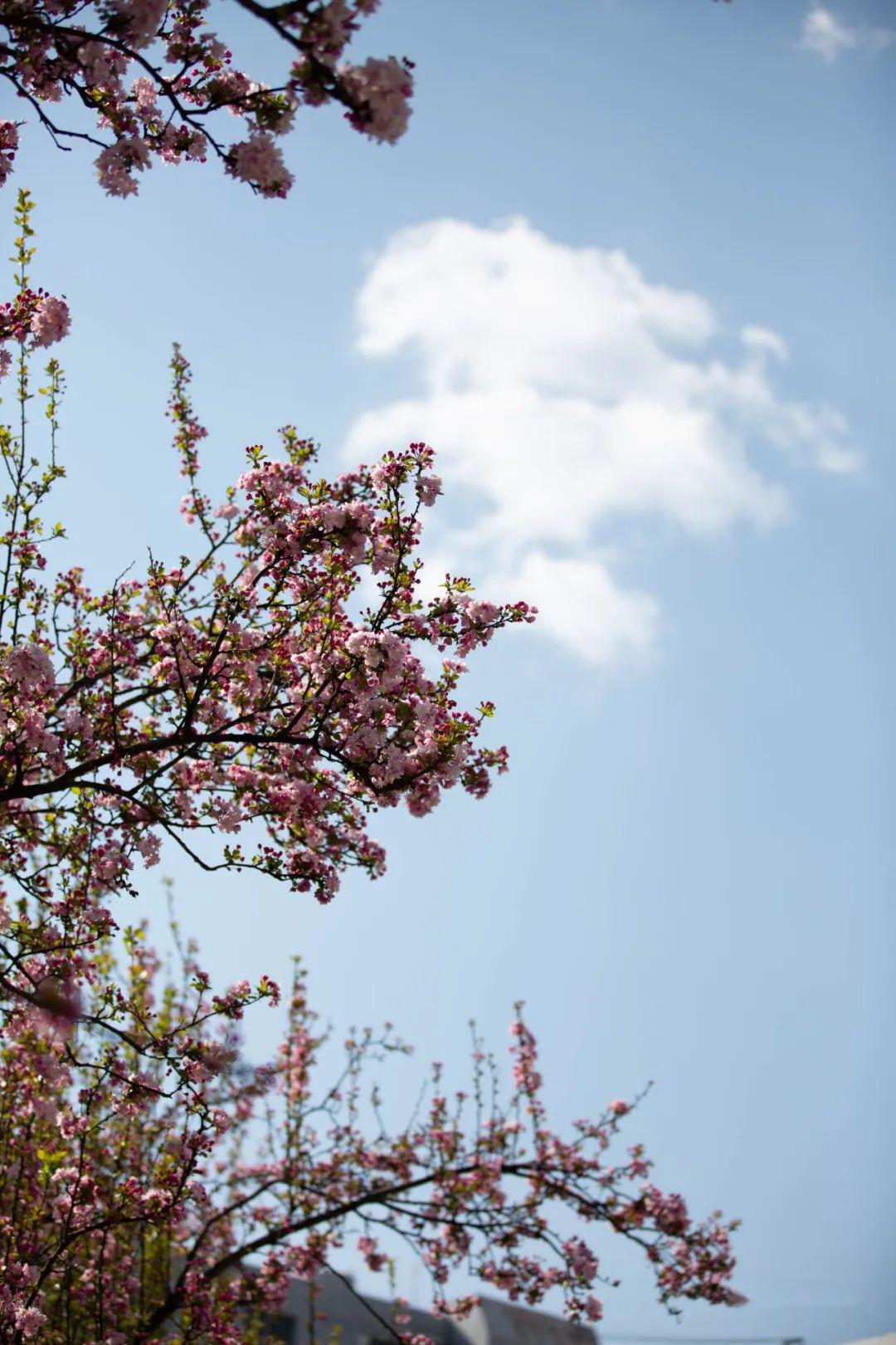 遇春天|精彩·校园里的海棠花,开成了最美的风景!