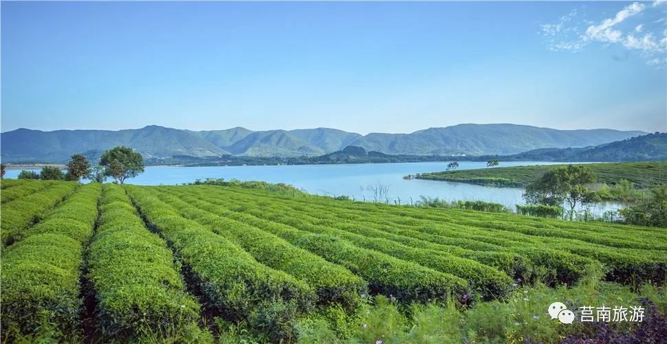 好客山東遊我助力春日茶旅好去處走進莒南茶溪川