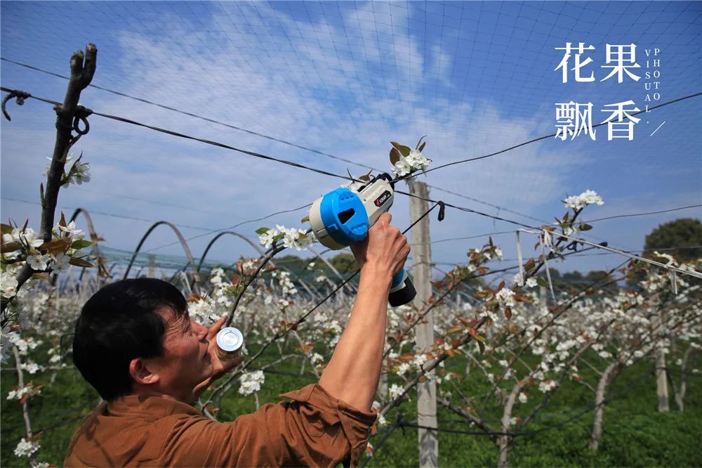 你见过吗梨树也上v形架