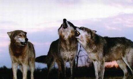 狼抗 来自搜狐网