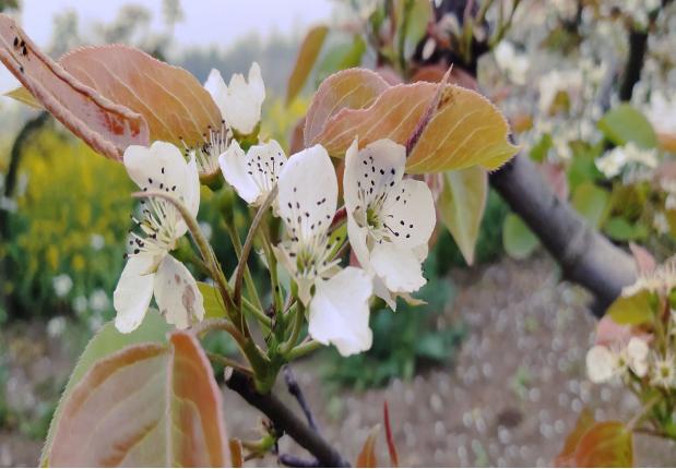 湖北老河口王甫洲:数千亩梨花扮靓美丽乡村